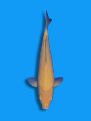 Karashigoi | Koi&Co.